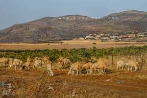 Région de Oum El 3lou ... entre Saf Saf et Besnsekrane