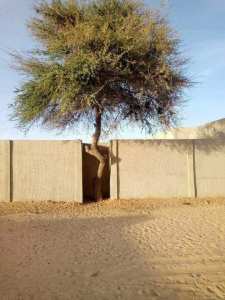Bravo à ce geste d'eco-citoyenneté. Refuser de couper l'arbre pour construire la clôture de sa maison.  Djanet - Algérie