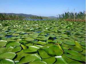Lac des Oiseaux, Tarf... !