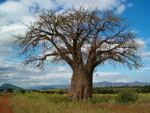Planète - Afrique: Baobab en Tanzanie