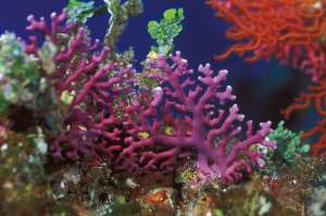 Planète -  Récifs coraliens