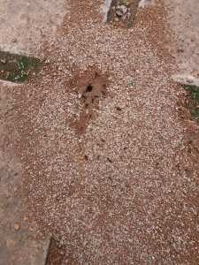 Est ce que c'est péché de tuer des fourmis