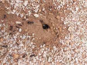 18 remèdes anti fourmis