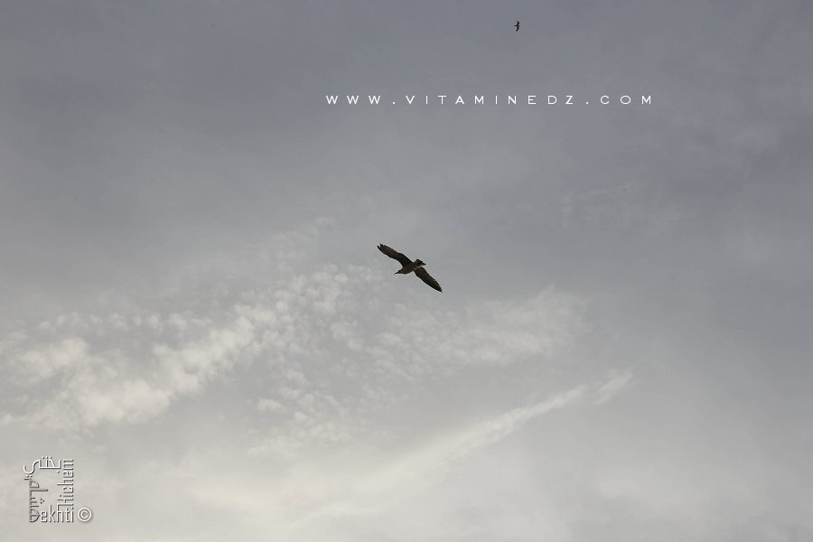 Une mouette dans le ciel de Rachgoun