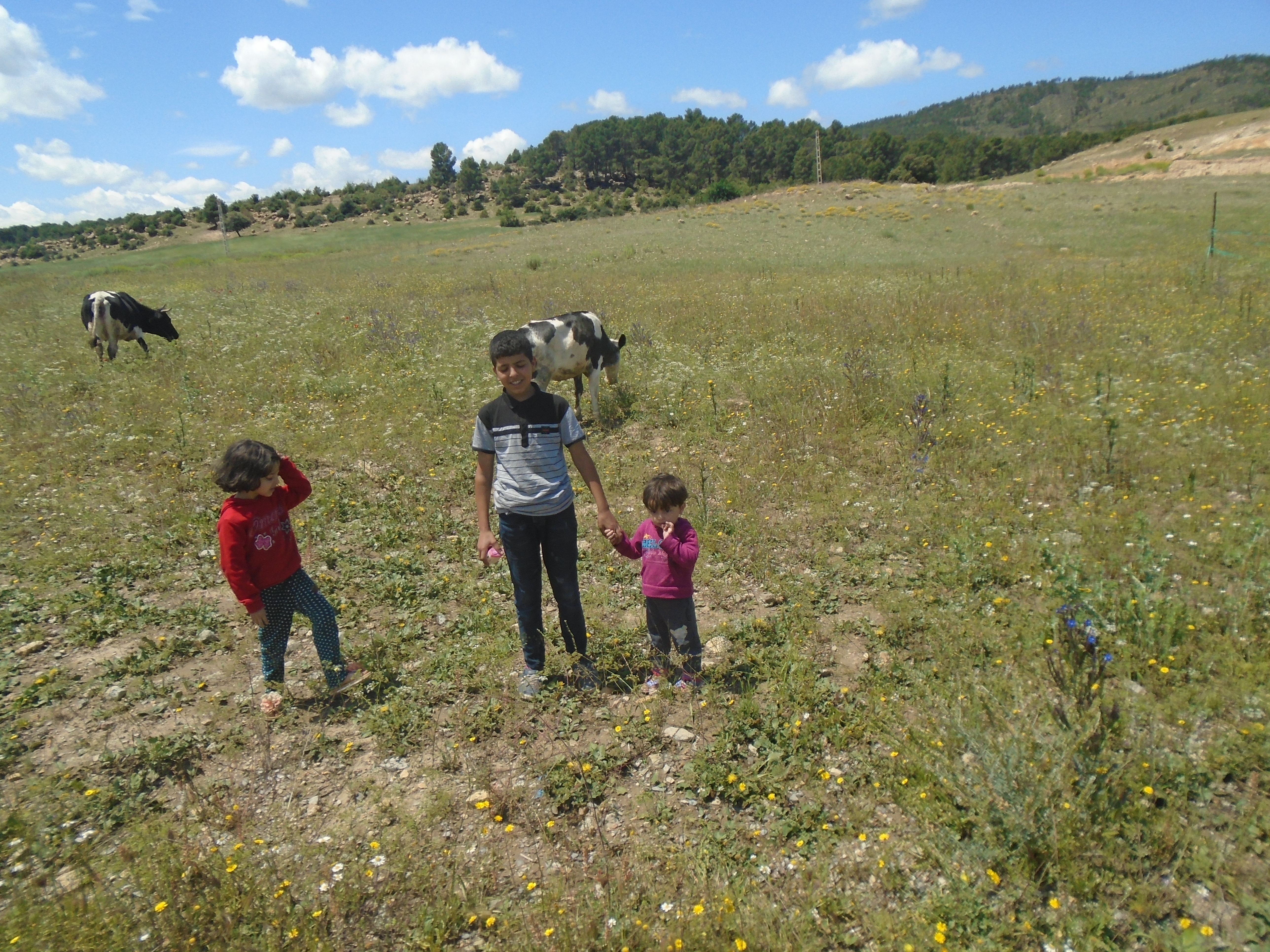 Les champs à Ain Mimoun en plein printemps