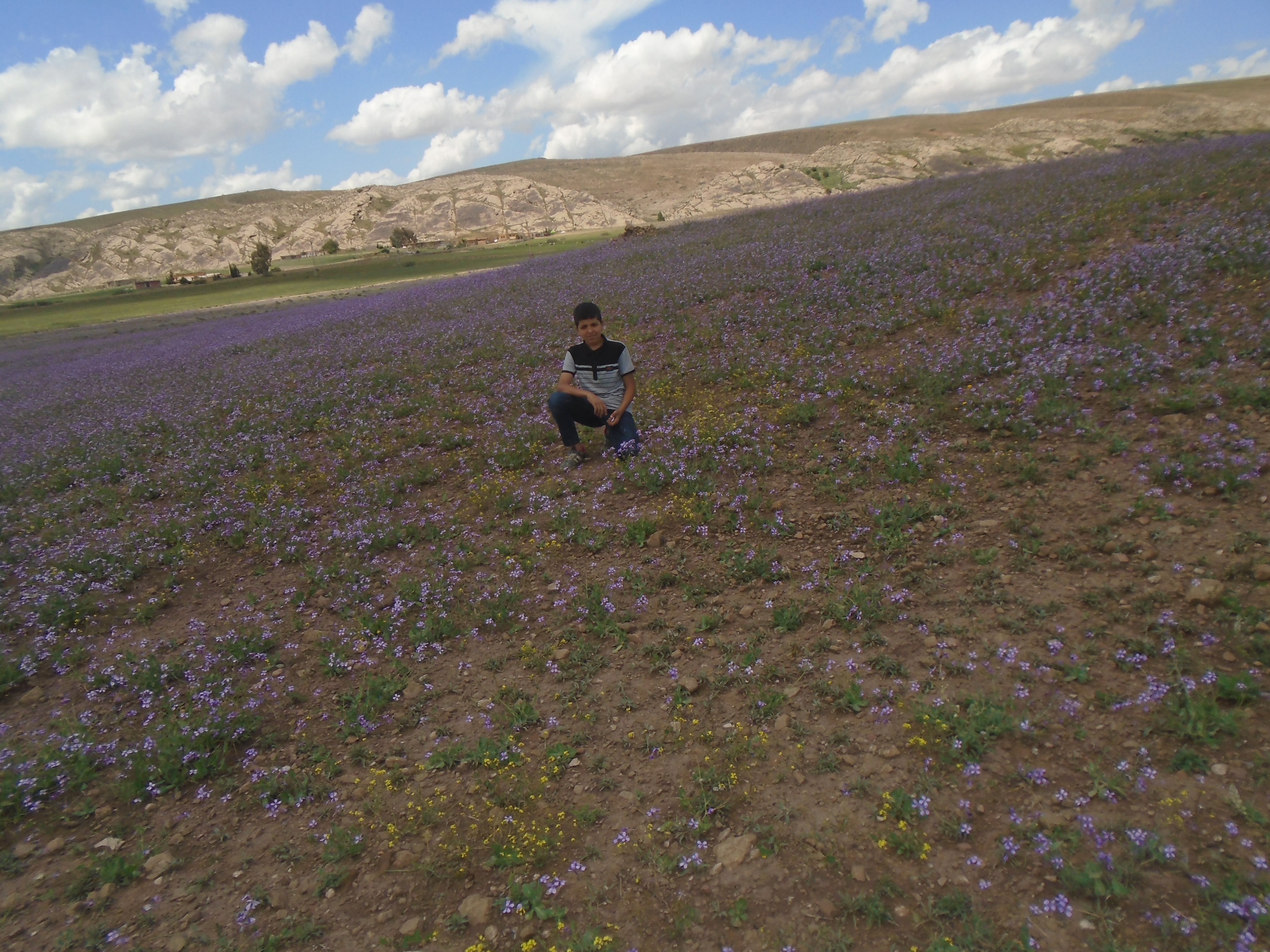Yabous  est bien connu pour la beauté de ses fleurs. Au printemps.
