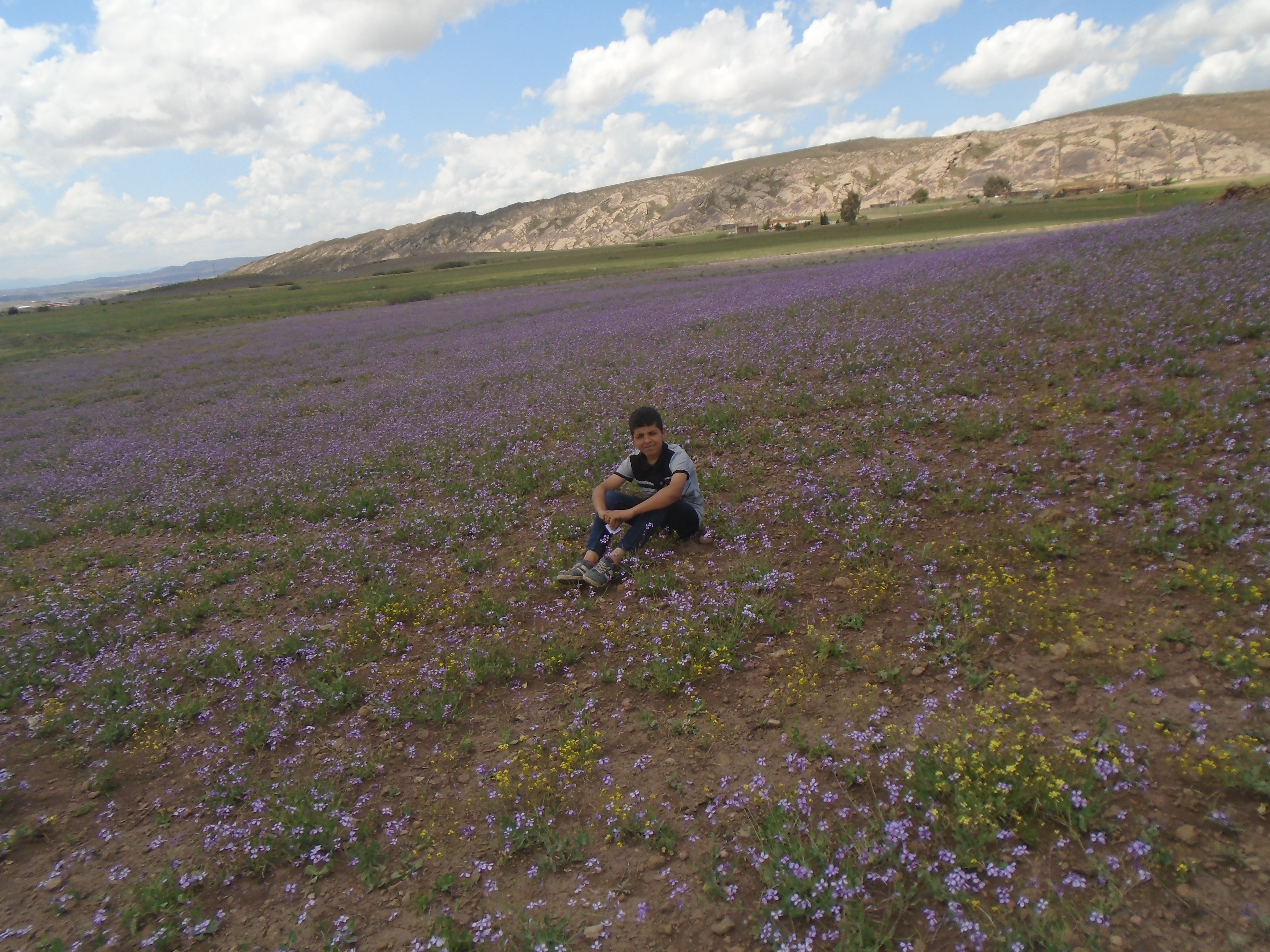 Yabous  est bien connu pour la beauté de ses fleurs. Au printemps.