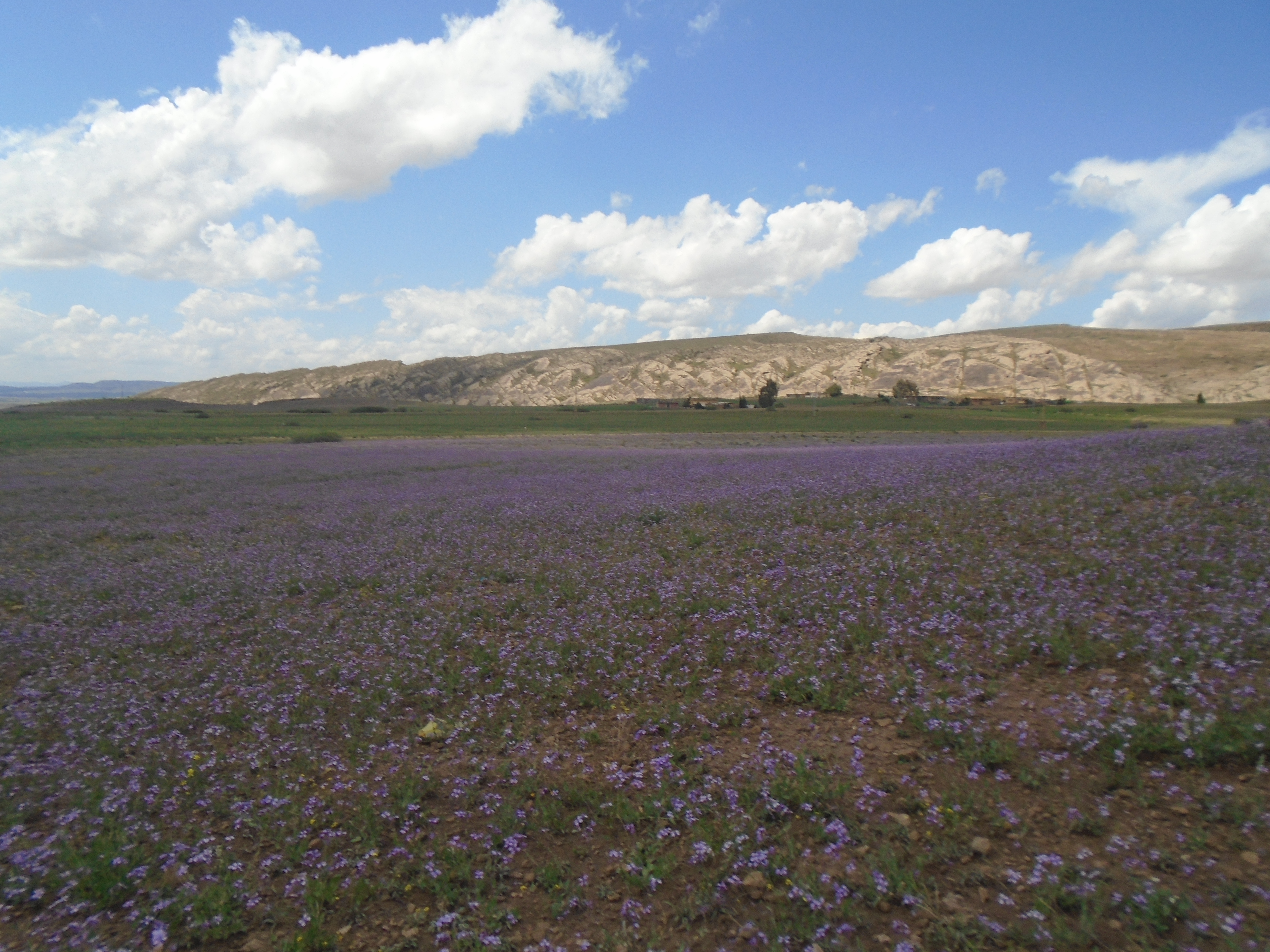 Yabous  est bien connu pour la beauté de ses fleurs. Au printemps.