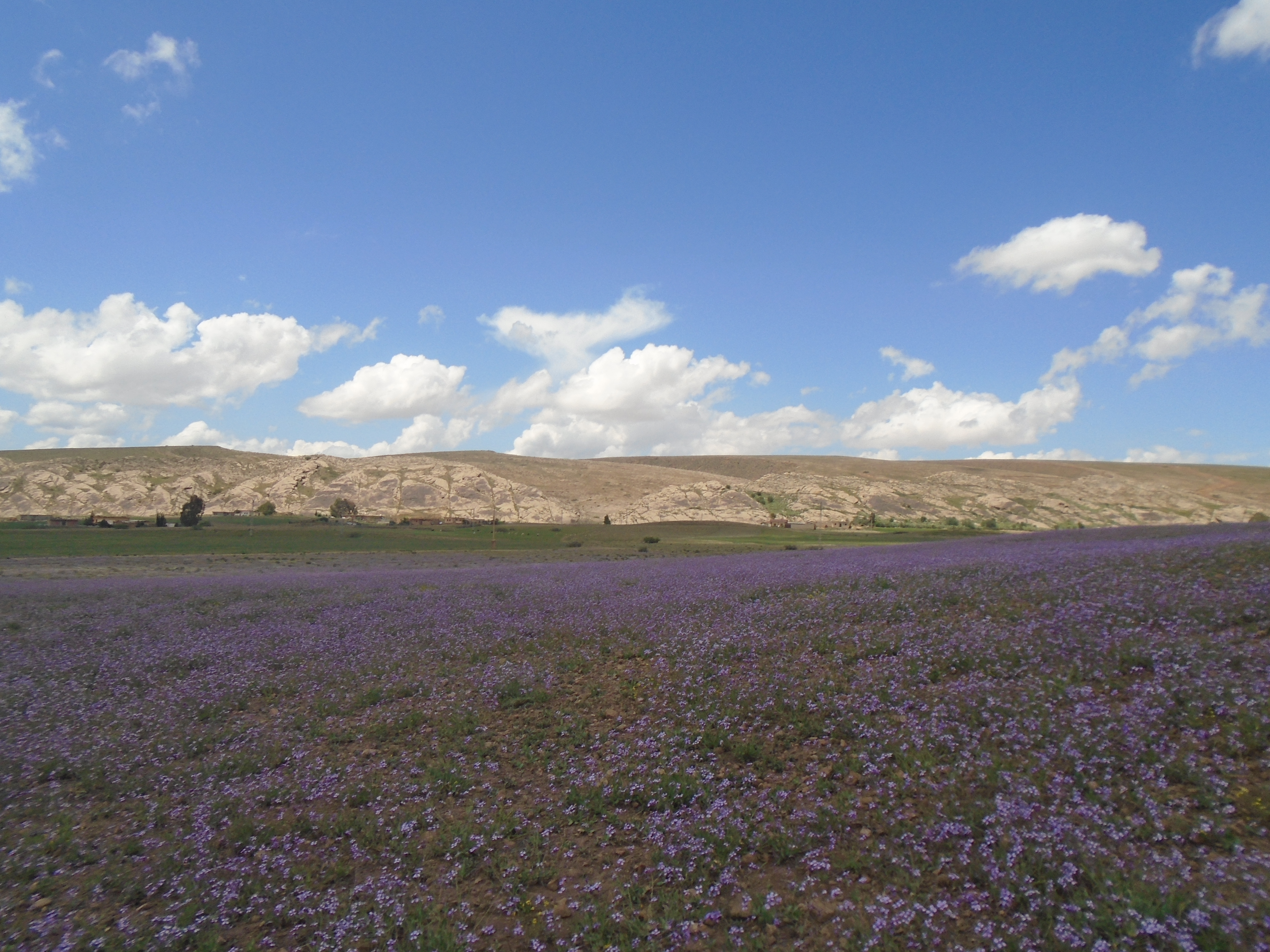 Yabous  est bien connu pour la beauté de ses fleurs. Au printemps.