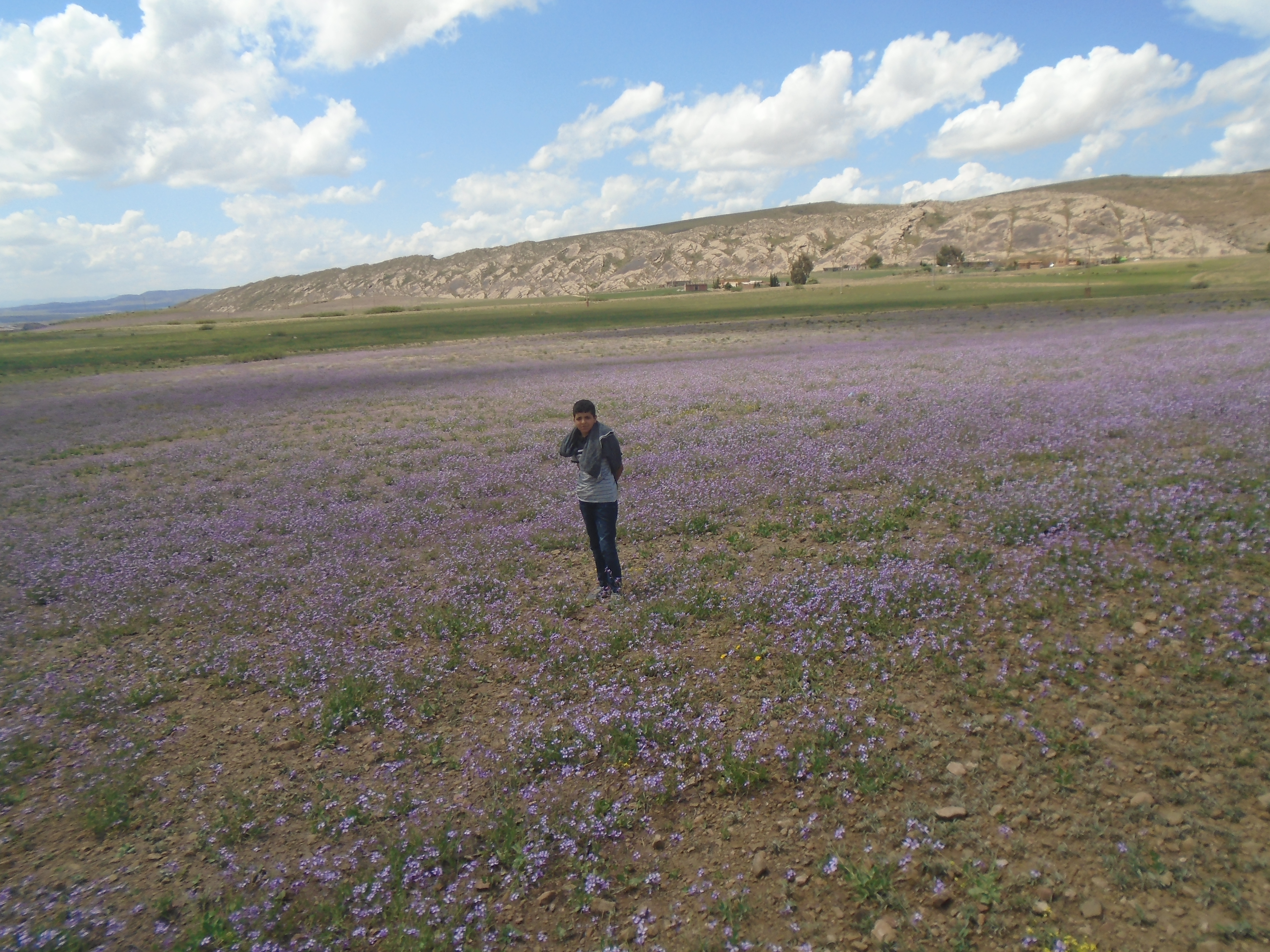 Yabous  est bien connu pour la beauté de ses fleurs. Au printemps.