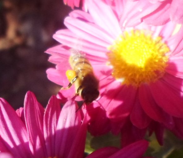 النحل الصحراوي