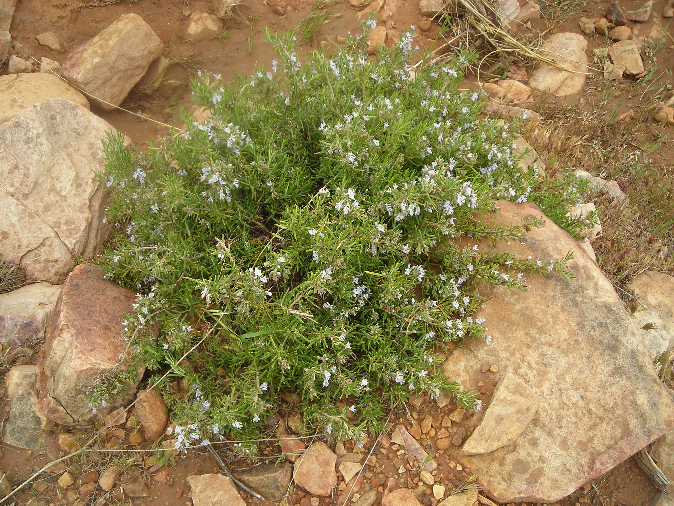 اكليل الجبل بجبل عيسى بلدية تيوت