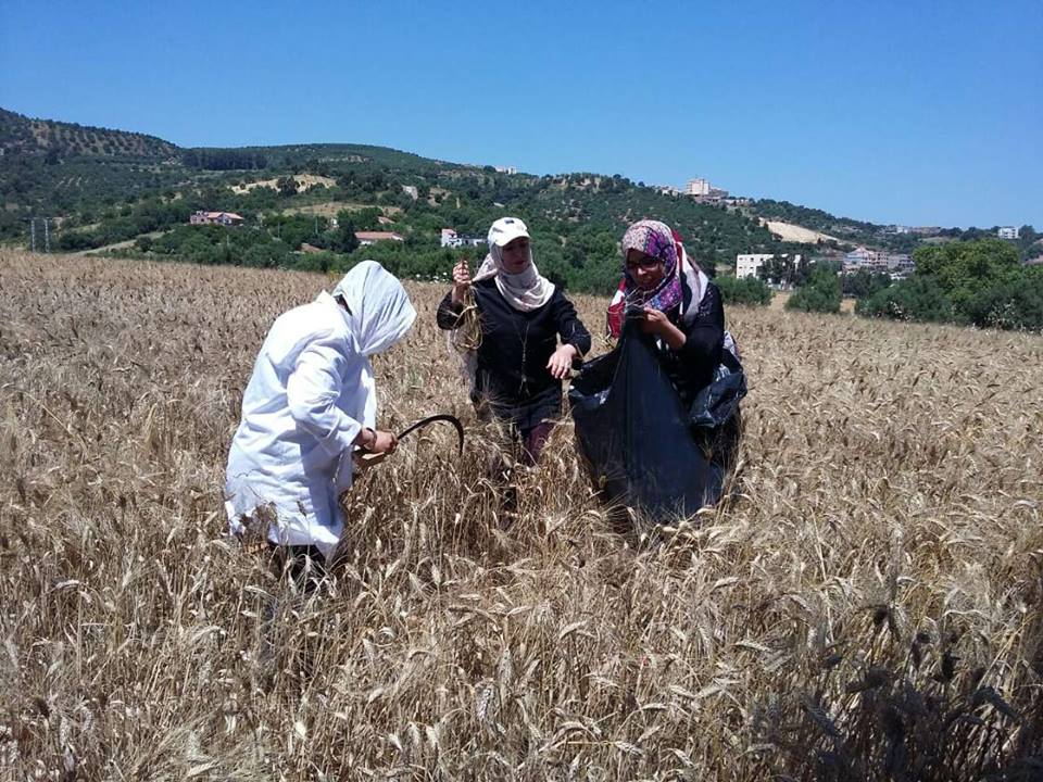 Enquête rendement céréales, campagne 2017-2018 (phase prélèvement des échantillons de blé dur et d’orge)