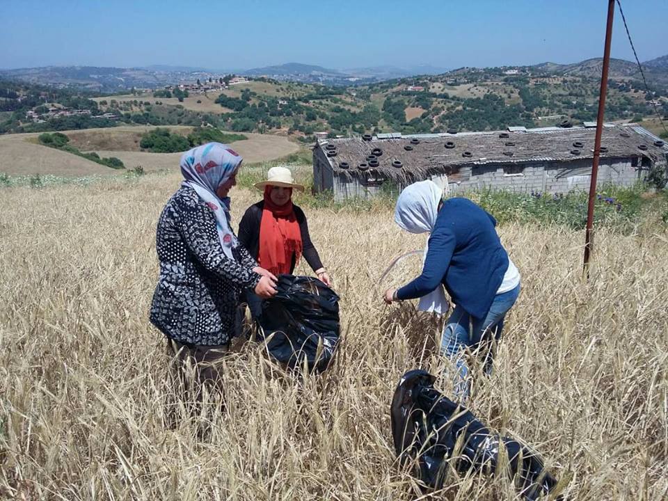 Enquête rendement céréales, campagne 2017-2018 (phase prélèvement des échantillons de blé dur et d’orge)