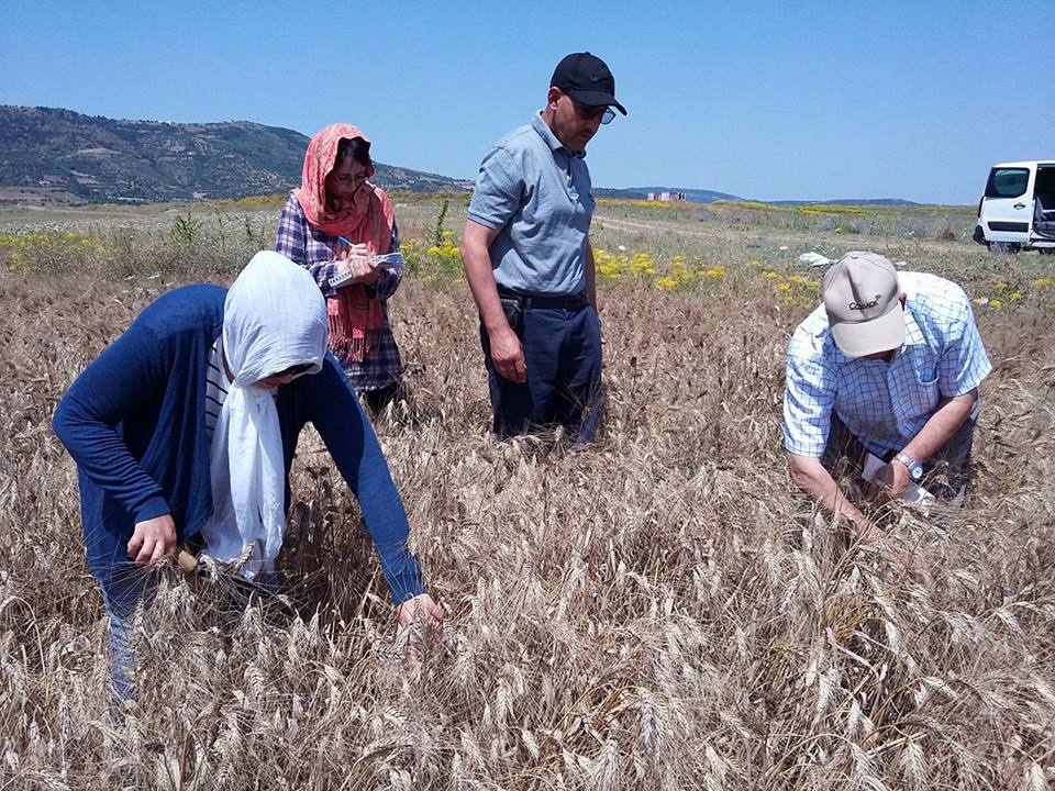 Enquête rendement céréales, campagne 2017-2018 (phase prélèvement des échantillons de blé dur et d’orge)