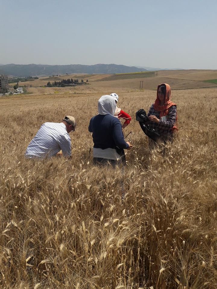 Enquête rendement céréales, campagne 2017-2018 (phase prélèvement des échantillons de blé dur et d’orge)