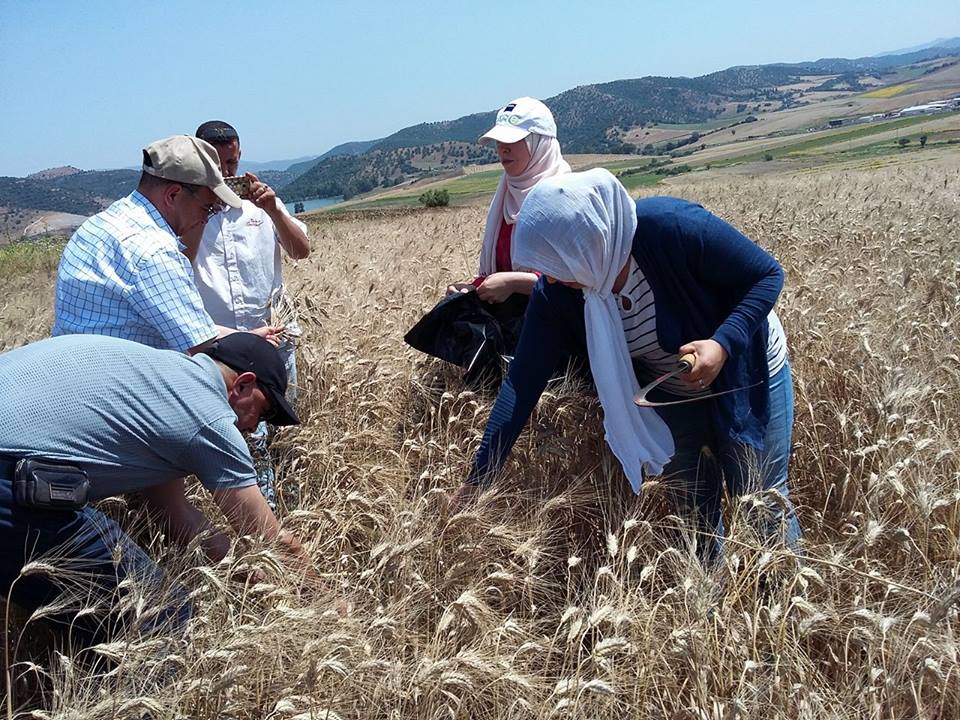 Enquête rendement céréales, campagne 2017-2018 (phase prélèvement des échantillons de blé dur et d’orge)