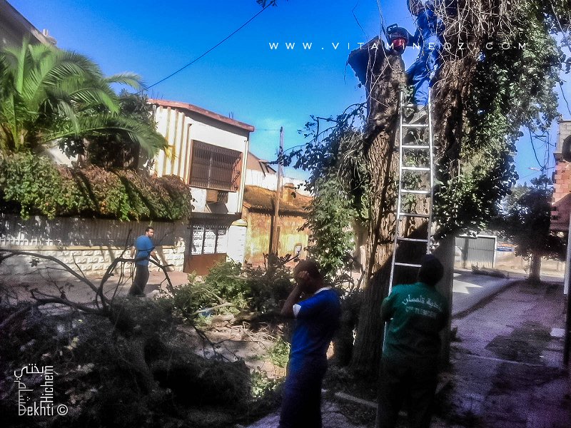 La taille d'arbres centenaires à Abou-Tachefine