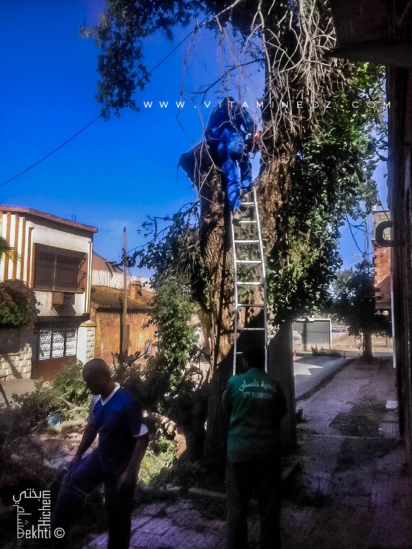 Taille des arbres une catastrophe