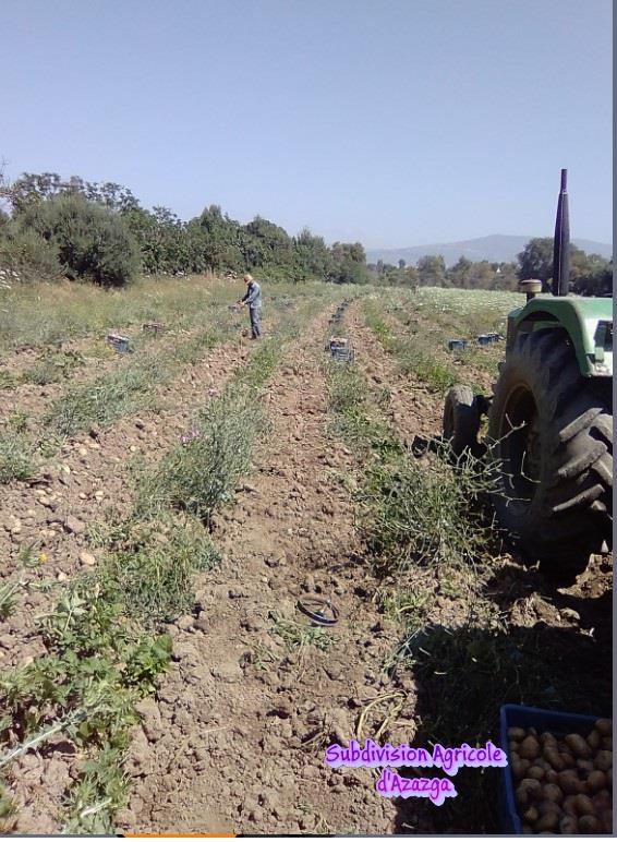 Production semences de la pomme de terre .