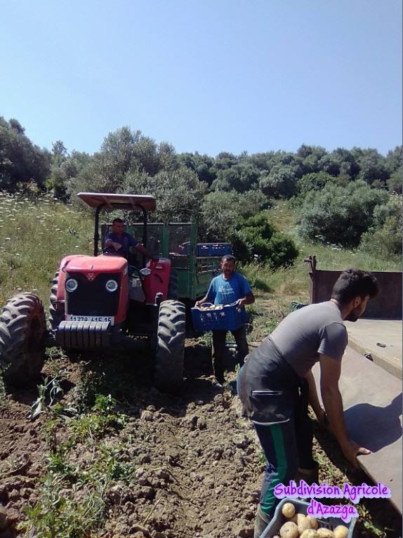 Production semences de la pomme de terre .