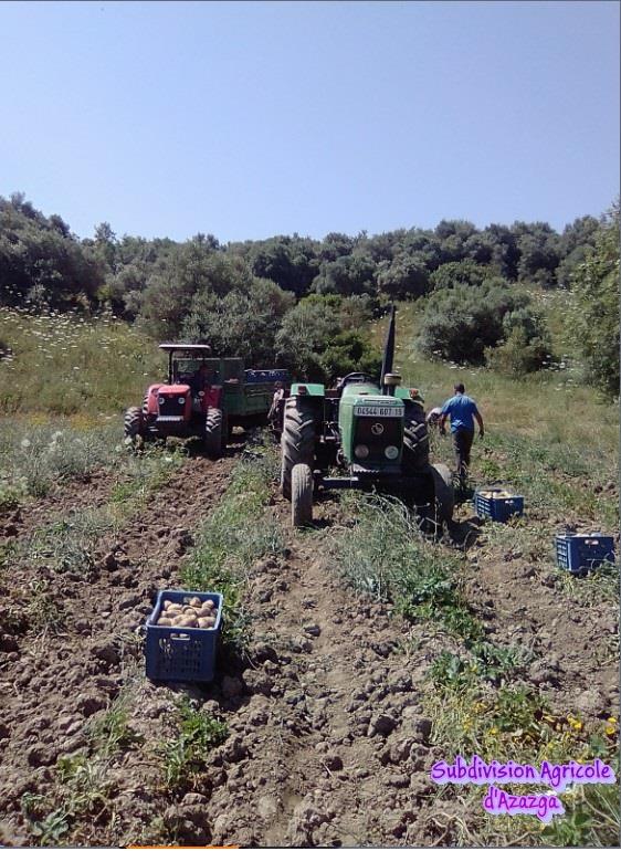 Production semences de la pomme de terre .