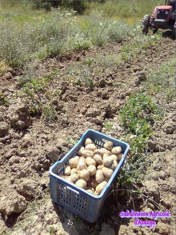 Production semences de la pomme de terre .