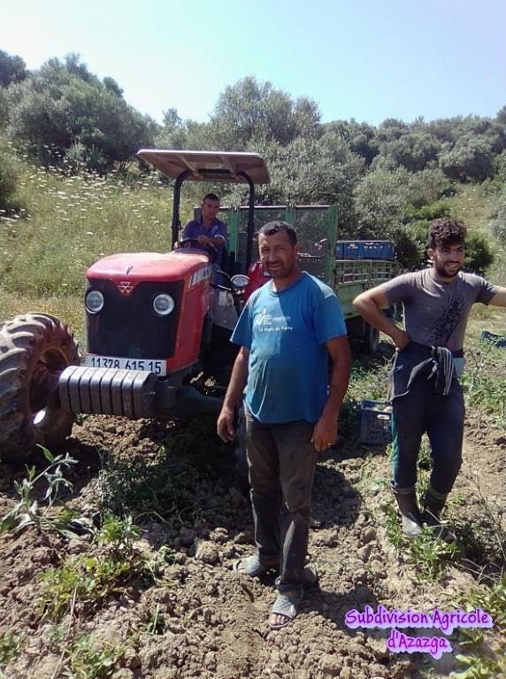 Production semences de la pomme de terre .