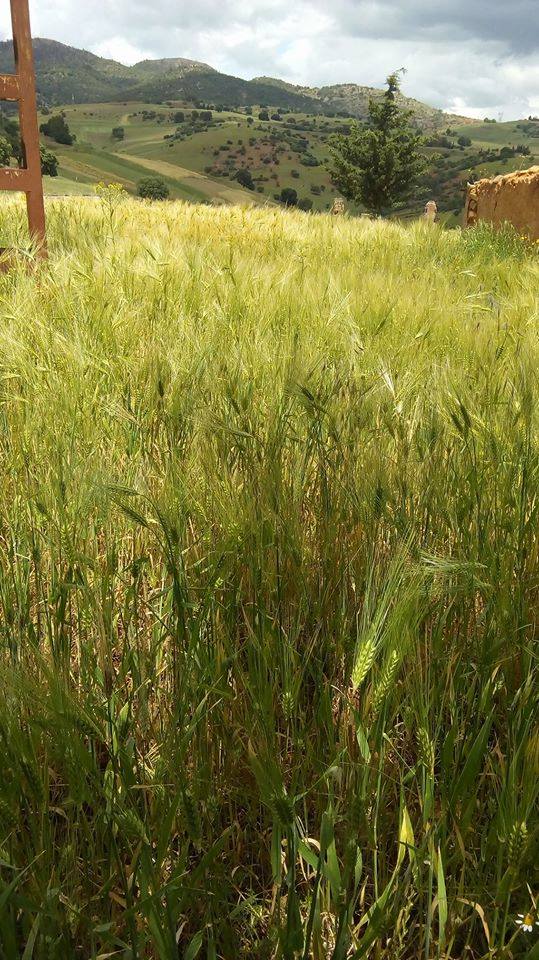 منطقة فرقة أولاد رابح/ قبيلة مَلْوَانْ/عرش آيث خليفة بجبال الأطلس الجنوبي