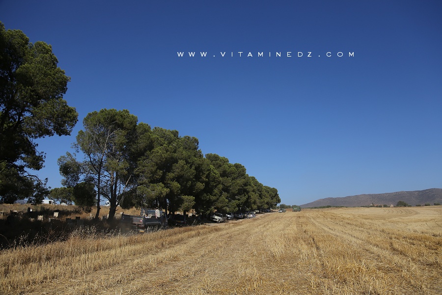 Champs de blé d'El Ghnayna (Amieur - Tlemcen)
