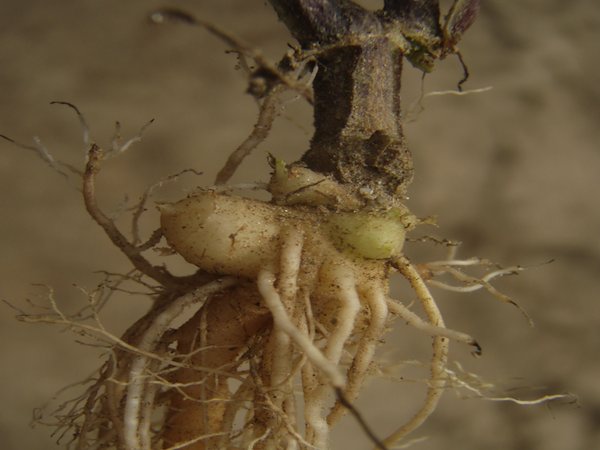 L’harpagophytum et la Racine de scrofulaire noueuse