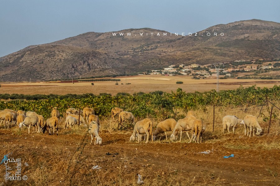 Région de Oum El 3lou ... entre Saf Saf et Besnsekrane