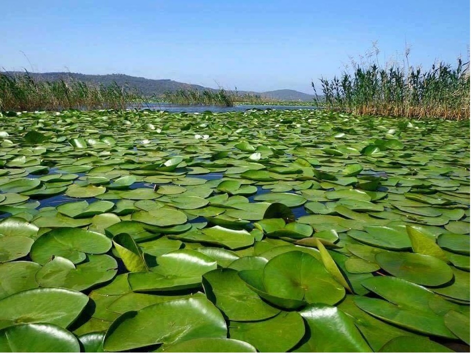 Lac des Oiseaux, Tarf... !