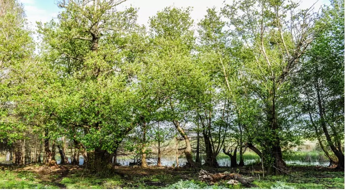 Lac des Oiseaux, Tarf... !
