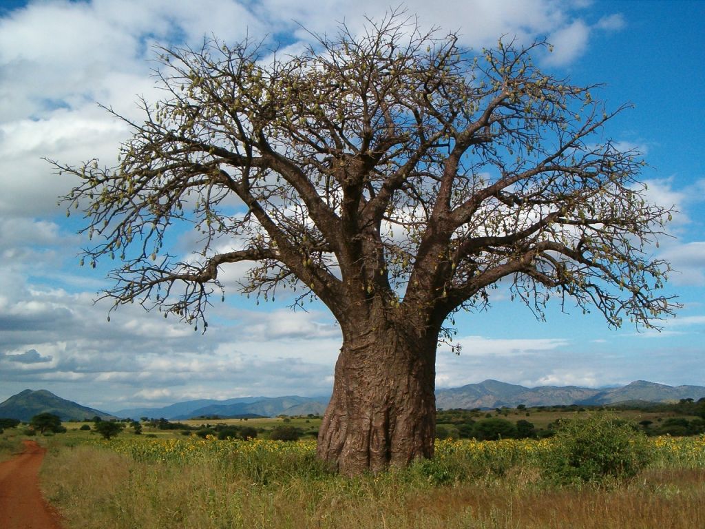 Planète - Afrique: Baobab en Tanzanie