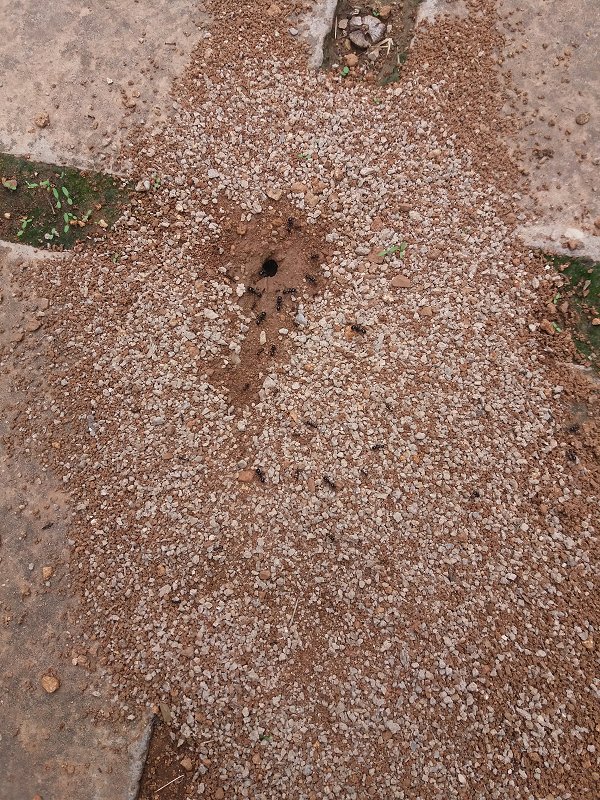 Est ce que c'est péché de tuer des fourmis