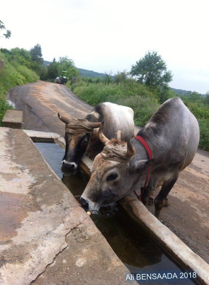 maison traditionnelle