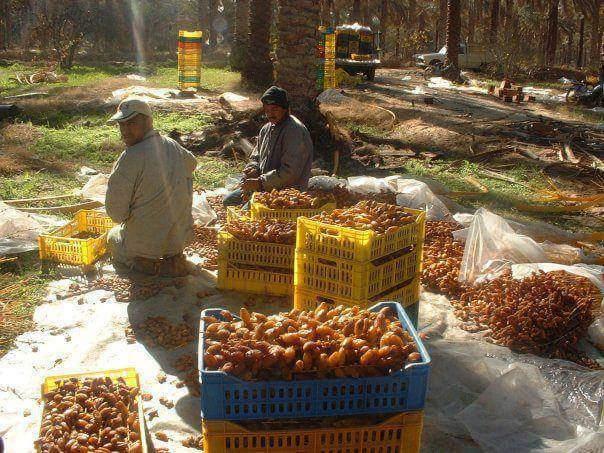 La pleine saison pour déguster la datte