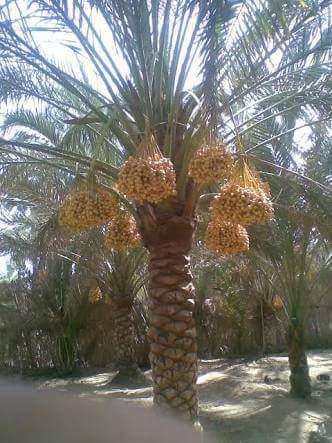 La pleine saison pour déguster la datte .