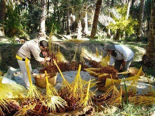 La pleine saison pour déguster la datte