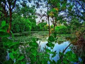 Bonjour, d'#El_Kala #Lac_Tonga #El_Taref..!