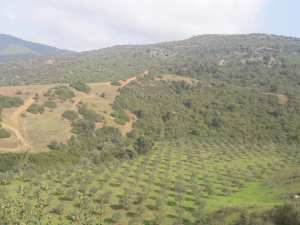 Estimation des rendements oléicoles de la campagne 2018/2019