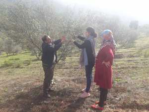 Estimation des rendements oléicoles de la campagne 2018/2019