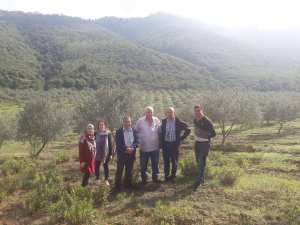 Estimation des rendements oléicoles de la campagne 2018/2019