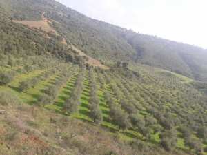 Estimation des rendements oléicoles de la campagne 2018/2019