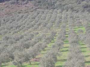 Estimation des rendements oléicoles de la campagne 2018/2019