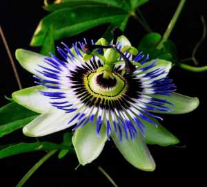 زهرة العاطفة