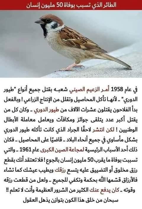 الطائر الذي تسبب بوفاة 50 مليون إنسان