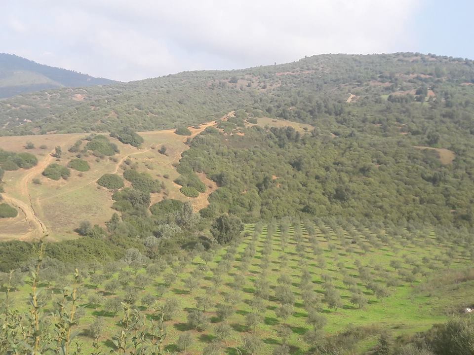 Estimation des rendements oléicoles de la campagne 2018/2019