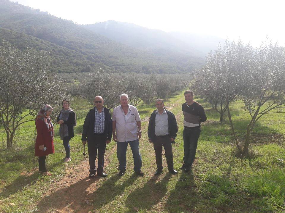 Estimation des rendements oléicoles de la campagne 2018/2019